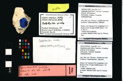 Foto (Objekt + Etikett) von Galatheites aiola (Robins, Feldmann, Schweitzer & Bonde, 2016)  (NHMW-GEO-1990-0041-3256)